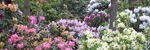 Rhododendronskoven